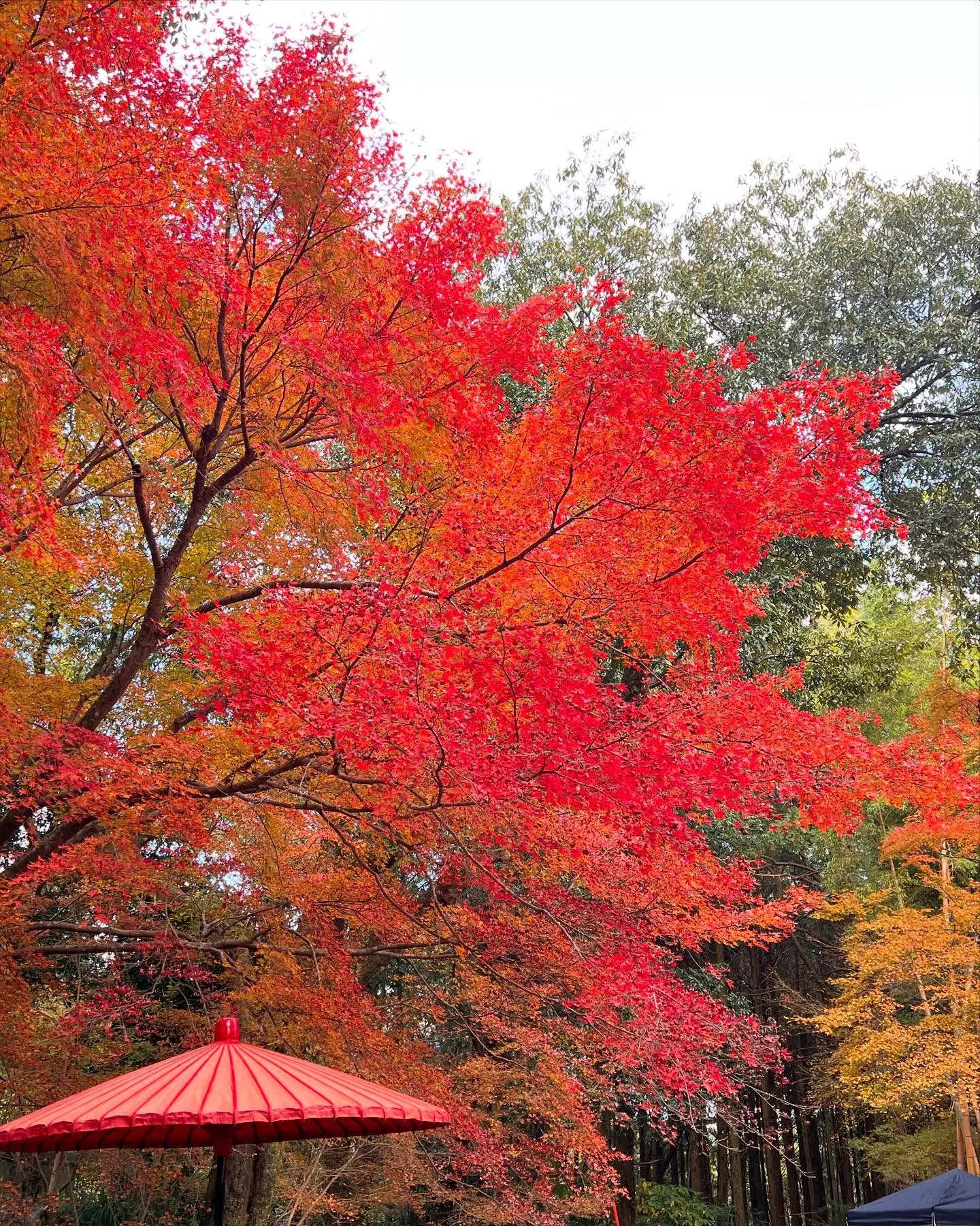12月1日 三十路苑で成人式の前撮りをして来ました。